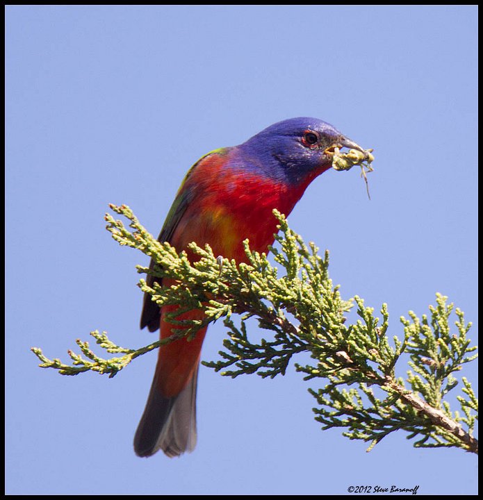 _2SB9063 painted bunting with insect.jpg